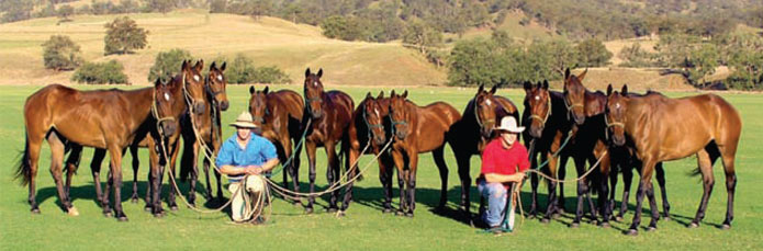 Horses at Young Horse Chukkas