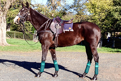 Horses for Sale