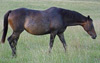 Dawnlight another full sister used as a broodmare