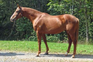 He is the sire of Haydon Satellite exported to the USA. In 2012 he won Champion US Cyber Horse.