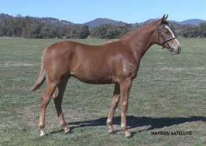 Satellite as a yearling