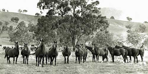 A group of the Studs broodmares in the 1980's