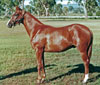 Inca Sun as a yearling