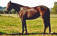 Lisette as a yearling