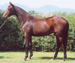 Mist as a yearling