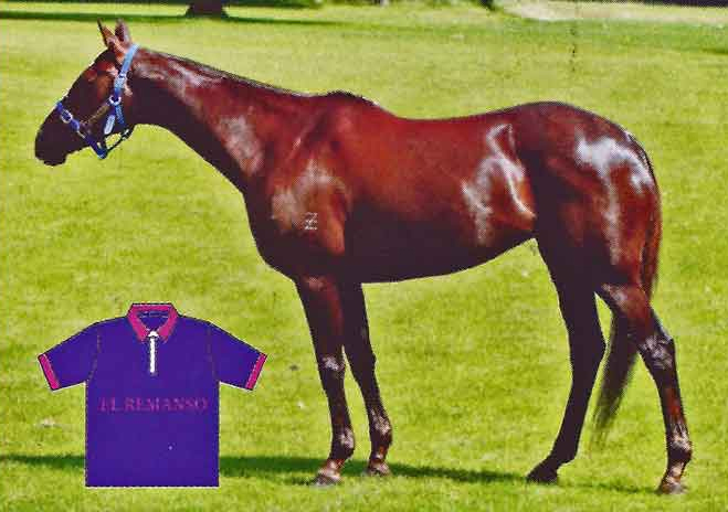 Murrabong Victory's half sister Tory by Norman Pentaquad. Her profile was featured in the Polo Times 2012.