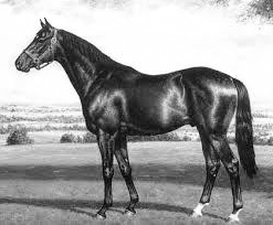 The undefeated legend Nearco