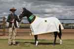 zorba-with-rug-winner-yearling-colt-2012-nationals