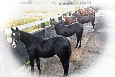 Annual May Weanling Sale