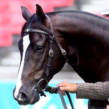 Haydon Radial grandson sire Shotgun