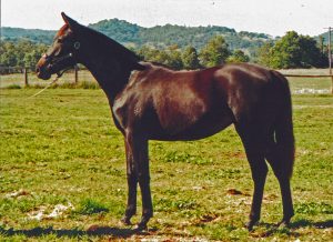 Haydon Bouquet sold as a yearling