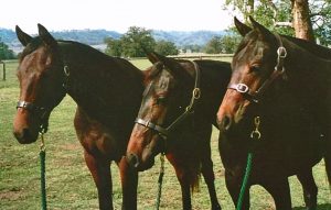 Three fillies by Drawn before the National Yearling Sale Haydon Mist, Robina and Lilac
