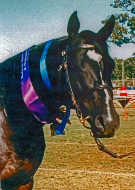 Haydon Dancer very successful in the show ring