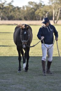 Will Simson with his mare by Solar B Grade BPP 2017 Gunnedah